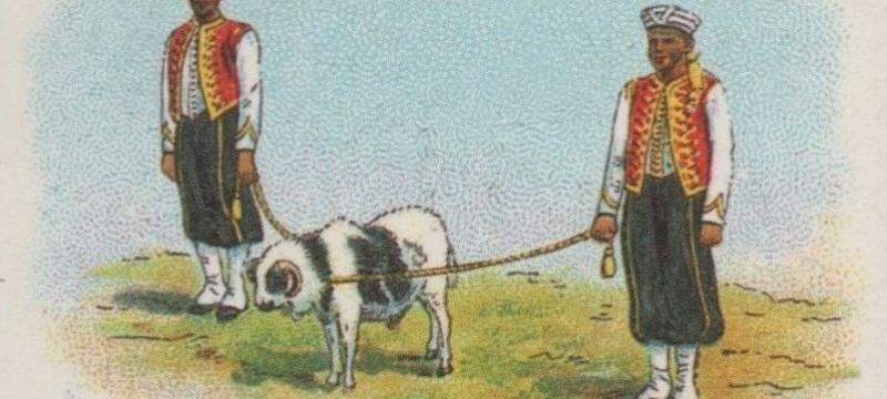British Military Mascot - Goat